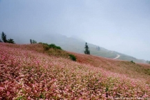 ha giang province hosts karst plateau buckwheat flowers photo exhibition