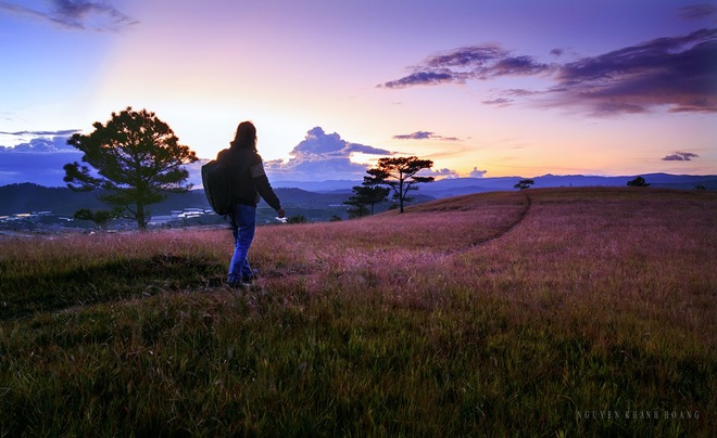 Romantic Da Lat with pink grass hills