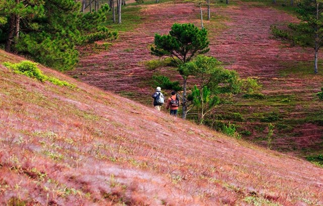 Romantic Da Lat with pink grass hills