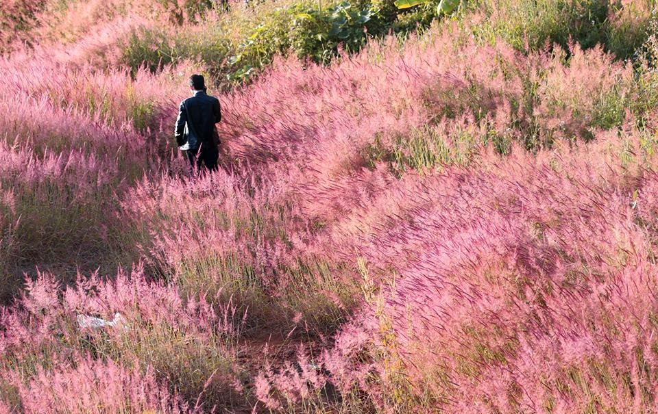 Romantic Da Lat with pink grass hills