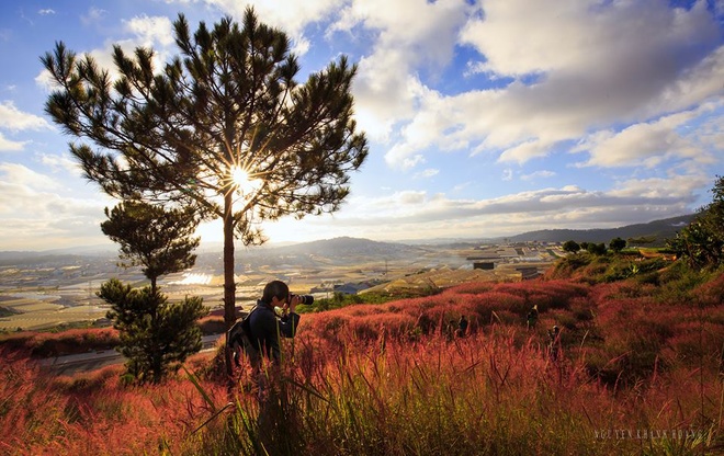 Romantic Da Lat with pink grass hills