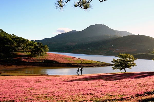Romantic Da Lat with pink grass hills