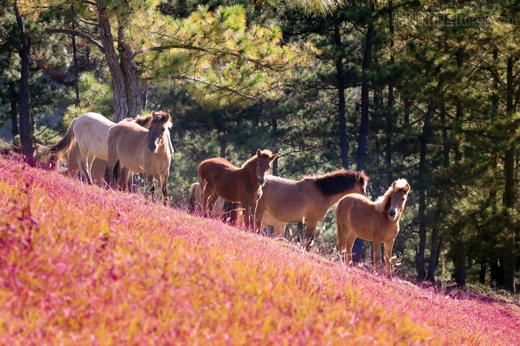 Romantic Da Lat with pink grass hills