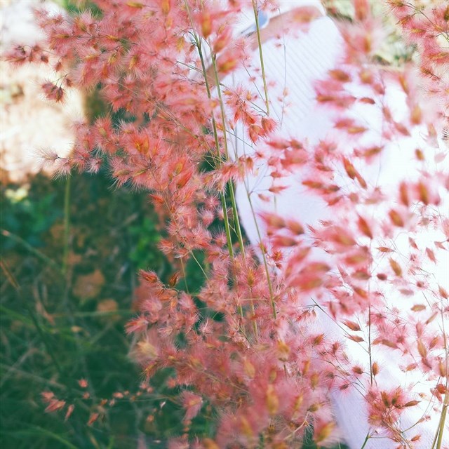 Romantic Da Lat with pink grass hills