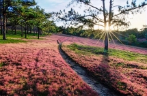 romantic da lat with pink grass hills