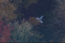 Vietnamese pilot killed in UK mid-air collision