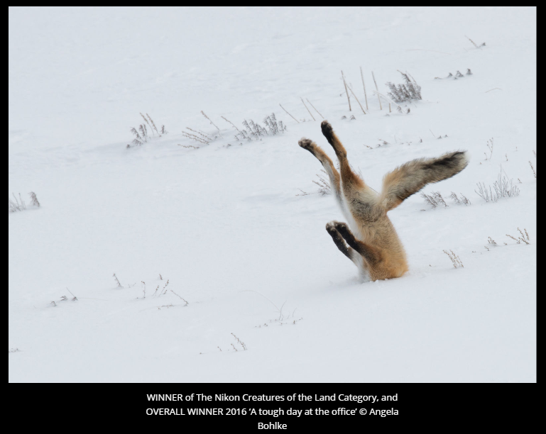 Comedy Wildlife Photography Awards 2016 winners