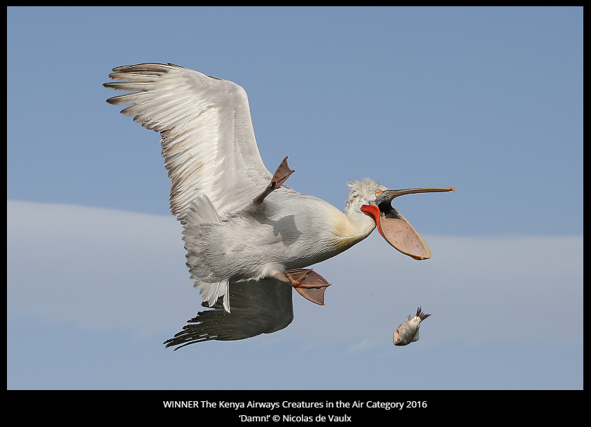 Comedy Wildlife Photography Awards 2016 winners