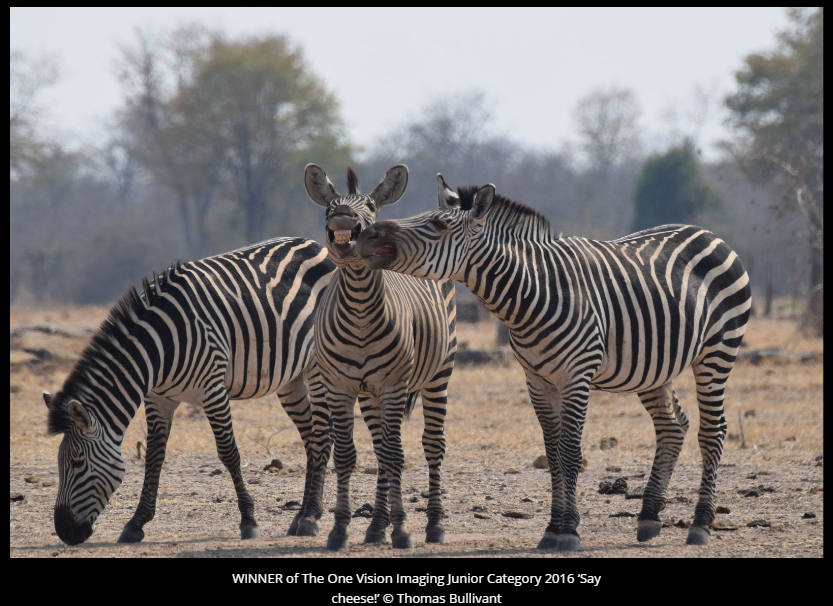Comedy Wildlife Photography Awards 2016 winners