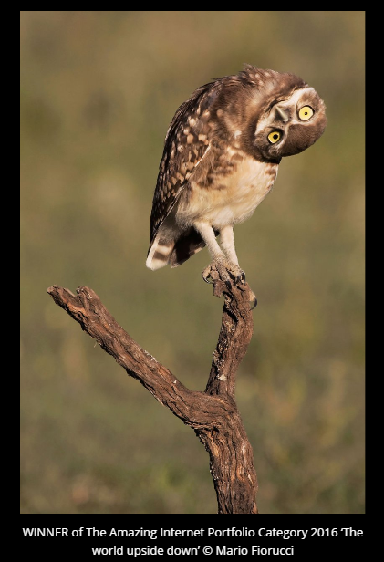 Comedy Wildlife Photography Awards 2016 winners