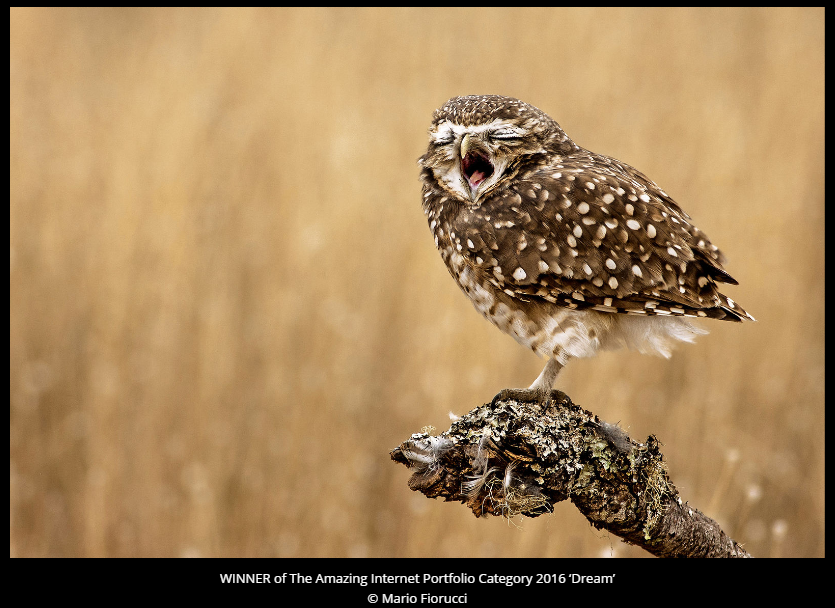 Comedy Wildlife Photography Awards 2016 winners
