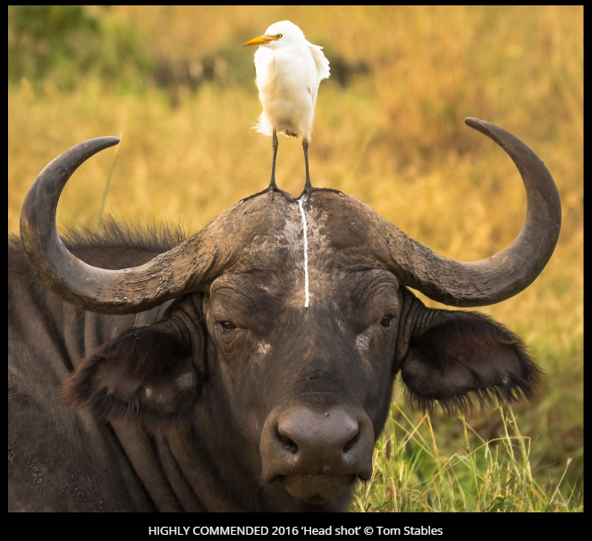 Comedy Wildlife Photography Awards 2016 winners