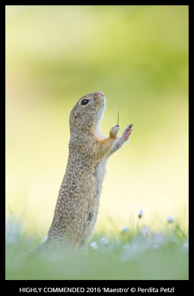 Comedy Wildlife Photography Awards 2016 winners