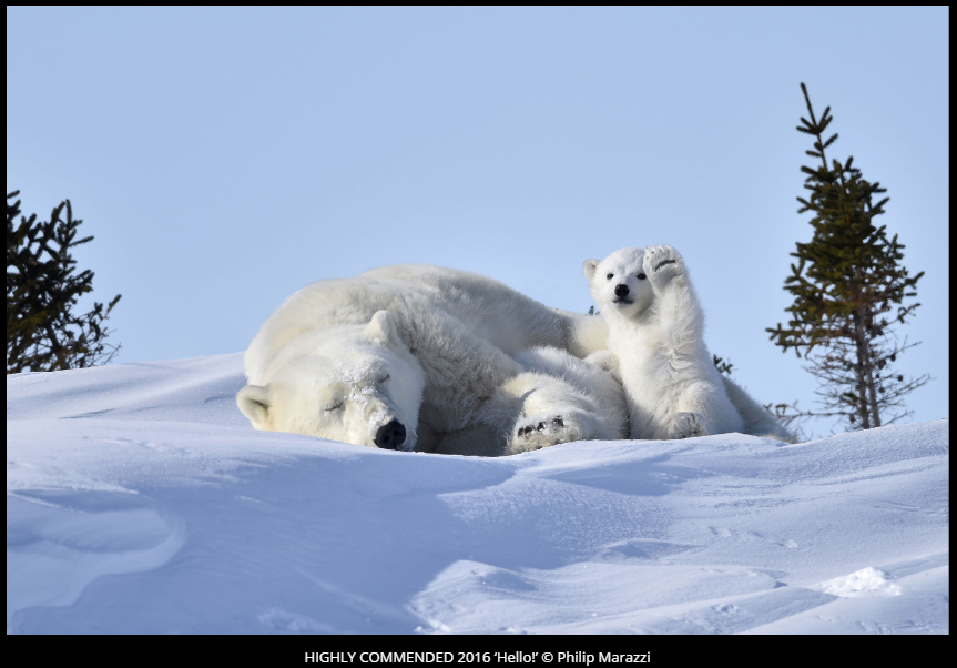 Comedy Wildlife Photography Awards 2016 winners