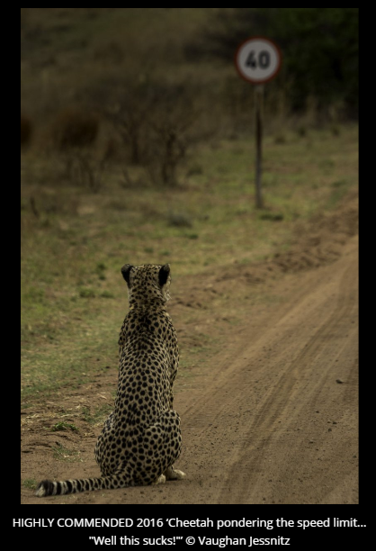 Comedy Wildlife Photography Awards 2016 winners