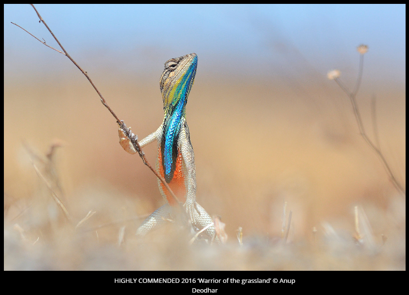 Comedy Wildlife Photography Awards 2016 winners