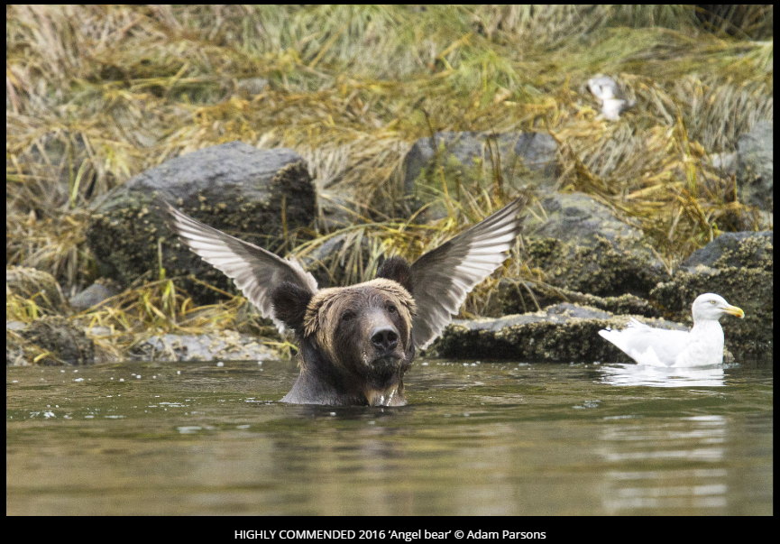 Comedy Wildlife Photography Awards 2016 winners