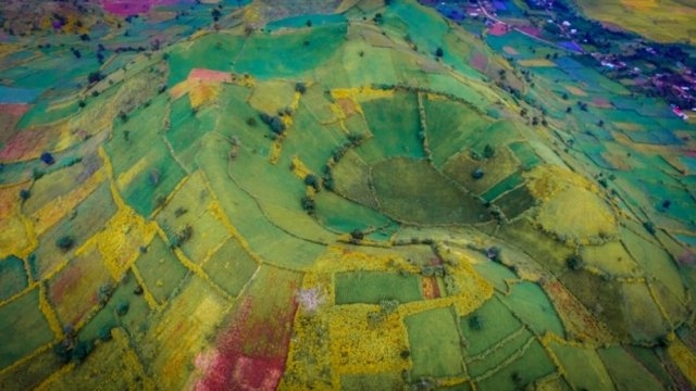 Wild sunflower festival on way in Gia Lai