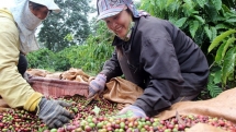 Central Highlands provinces post record export turnover in 2017