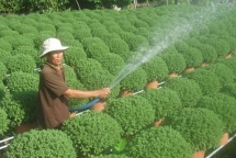 gardeners in hanoi gear up preparing bonsai trees for upcoming tet holiday