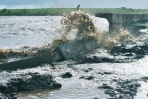ecosystem off cham islands recovers after covid 19