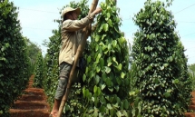 vietnam strengthens international cooperation for the marine economys sustainable development