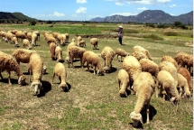 record drought and salinity with desperate fresh water shortage mekong delta crying for help