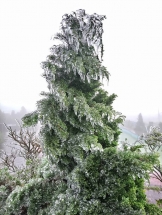 tourists amazed by snow and ince in mau son mountain