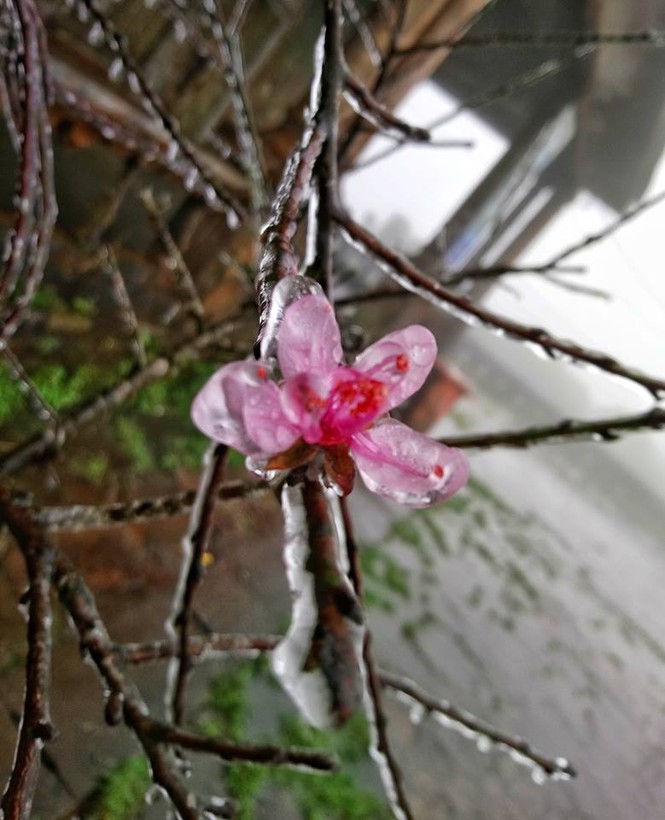 Tourists amazed by snow and ince in Mau Son mountain