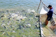 forestry aquatic exports expected to earn usd 205 billion in 2019